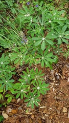 Lupinus albicaulis