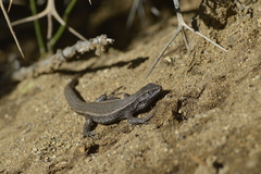 Bibron's Tree Iguana