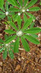 Lupinus albicaulis