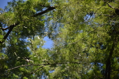 Anadenanthera colubrina