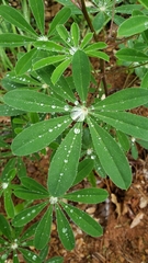 Lupinus albicaulis