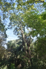 Anadenanthera colubrina