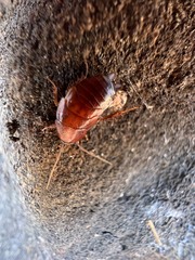Parcoblatta virginica
