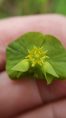 Euphorbia crenulata