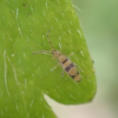 Entomobrya triangularis
