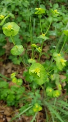Euphorbia crenulata