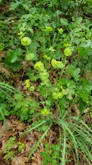 Euphorbia crenulata