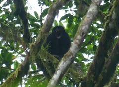 Alouatta palliata