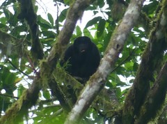 Alouatta palliata
