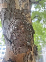 Eulecanium cerasorum