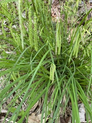 Carex prasina
