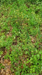 Tauschia kelloggii