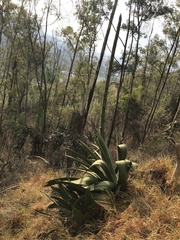 Agave inaequidens