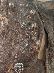 Eulecanium cerasorum