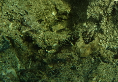 Lupinoblennius vinctus