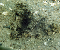 Lupinoblennius vinctus