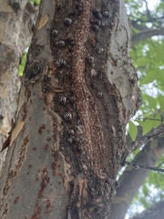 Eulecanium cerasorum