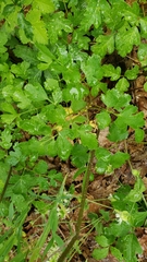 Tauschia kelloggii