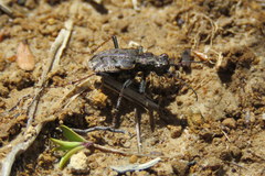 Neocicindela garnerae