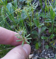 Asperula arvensis