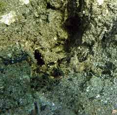 Lupinoblennius vinctus