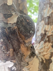 Eulecanium cerasorum