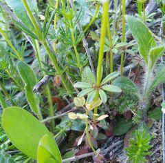 Asperula arvensis