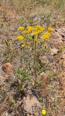 Leiotulus secacul