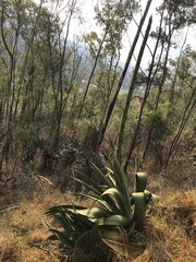 Agave inaequidens