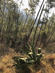 Agave inaequidens