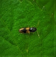 Horistonotus curiatus