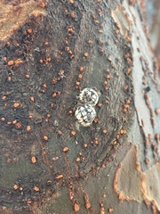 Eulecanium cerasorum