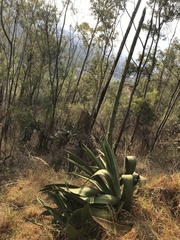 Agave inaequidens