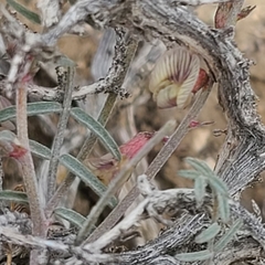Astragalus atratus