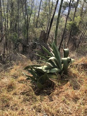 Agave inaequidens