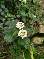 Lantana camara