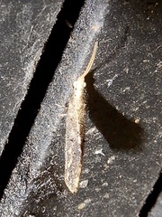 Berothidae