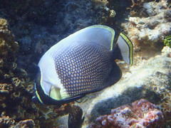 Chaetodon reticulatus