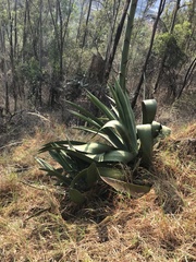 Agave inaequidens