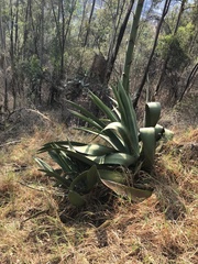 Agave inaequidens