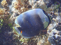 Chaetodon reticulatus