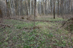 Erythronium sibiricum