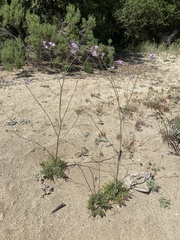 Saltugilia splendens