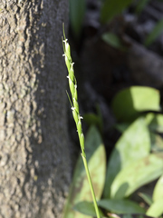 Oryzopsis asperifolia