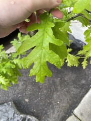 Quercus robur
