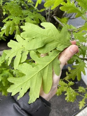 Quercus robur