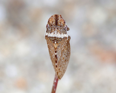 Xerophloea major