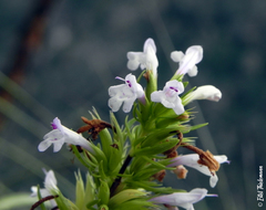 Clinopodium gilliesii