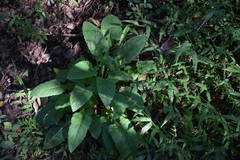 Angiospermae
