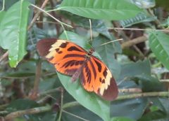 Heliconius numata